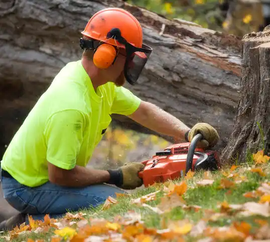 tree services Rock Port